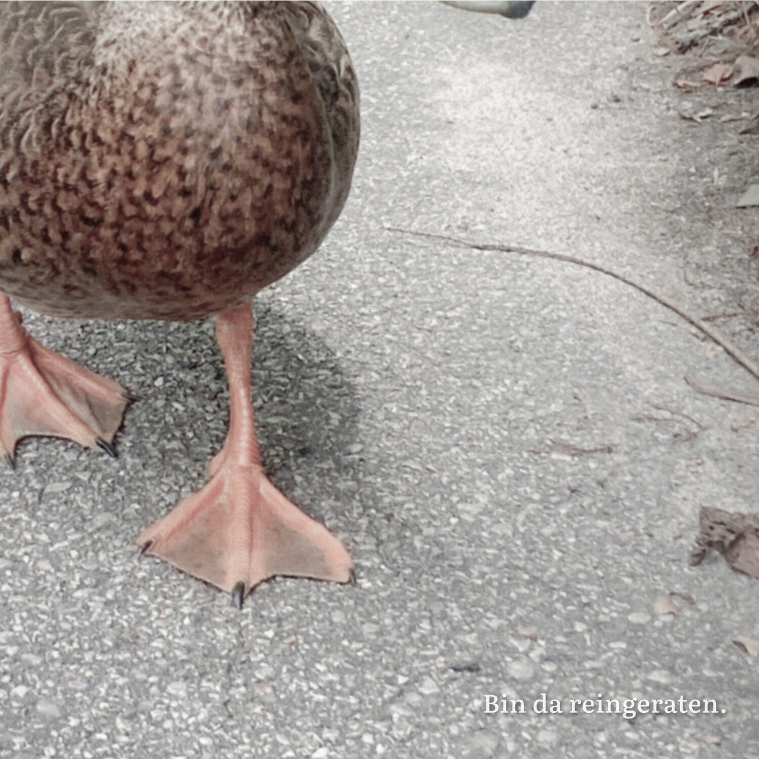 Fotografische Szene mit ruhiger Stimmung und dem Text „Bin da reingeraten.“, minimalistisch ins Bild gesetzt.
